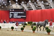 Wilano F.Damgaard på fast bund - han fik tildelt 1-årig avlsgodkendelse torsdag den 8.3.2018.